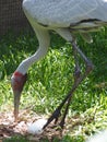 Elegant Female Brolga with Two Eggs.