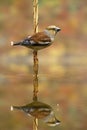 Elegant female hawfinch drinks water with droplets fall from beak