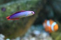 Elegant firefish Royalty Free Stock Photo