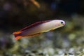 Elegant firefish Nemateleotris decora