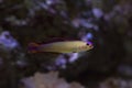 The elegant firefish or purple firefish Nemateleotris decora.