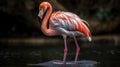 A preening pink flamingo balancing on one leg created with Generative AI Royalty Free Stock Photo