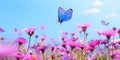 Elegant Flight, Butterfly Gliding Above Delicate Pink Spring Blooms Royalty Free Stock Photo