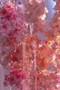 Elegant Floral Perfume Bottle Basked in Warm Light Amidst Blooming Pink Cherry Blossoms Royalty Free Stock Photo