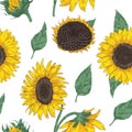 Elegant floral seamless pattern with sunflower parts. Backdrop with beautiful flowers and leaves hand drawn on white