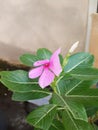 Elegant flowers is pink flowers in private garden