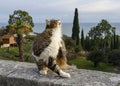 An elegant fluffy cat on a granite parapet on a mountain near the sea