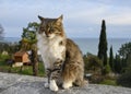 An elegant fluffy cat on a granite parapet on a mountain near the sea