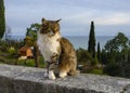 An elegant fluffy cat on a granite parapet on a mountain near the sea