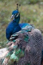 Elegant fluffy peacock (Pavo Cristatus)