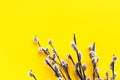 Elegant fluffy pussy willow branches on bright yellow background. Beautiful minimalist Easter holiday backdrop with copy space