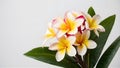 Elegant frangipani plumeria flowers isolated on clean white backdrop Royalty Free Stock Photo