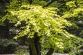 Elegant fresh green Japanese maple acer palmatum leaves against a dark background Royalty Free Stock Photo