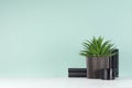Elegant fresh home decor with green houseplant of aloe in ribbed black pot, black books in style green mint menthe interior.