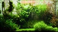 Elegant freshwater aquarium