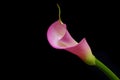 Close up of a fuchsia pink calla lily presented on black background