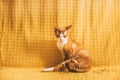 elegant Funny Red Ginger Devon Rex Cat Posing On Plaid. Short-haired Cat Of English Breed On Yellow Plaid Background