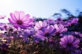 Elegant garden scene adorned with vibrant purple cosmos flowers