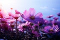 Elegant garden scene adorned with vibrant purple cosmos flowers