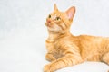 Elegant ginger tomcat lying on the light floor