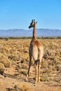 Elegant giraffe in the savannah in South Africa. Wildlife conservation is important for all animals living in the wild Royalty Free Stock Photo