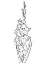 Elegant gladiolus illustration. Botanical drawing of summer flowers. Hand-drawn garden sword lily. Engraved style floral drawing