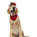 golden retriever dog wearing a hat and bandana Royalty Free Stock Photo