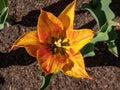 The elegant golden yellow lily flowering Tulip Vendee Globe with pointed petals in variable colors from yellow to orange red, Royalty Free Stock Photo