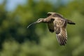 The Eurasian Curlew takes to the sky