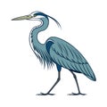 Elegant Great Blue Heron Bird Vector Royalty Free Stock Photo