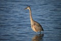 An elegant Great Blue Heron bird walks in a shallow river Royalty Free Stock Photo