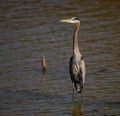 Elegant great blue heron perched in shallow water near a log, its long beak poised above the surface Royalty Free Stock Photo