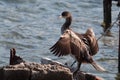 Elegant great cormorant Phalacrocorax carbo drying his wings and looking at the camera Royalty Free Stock Photo