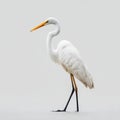 Elegant Great Egret Bird Standing on Shore with Orange Beak and Black Legs Soft Gray Background Royalty Free Stock Photo