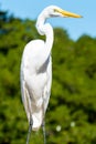 The elegant Great Egret. Great Egrets are tall, long-legged wading birds.