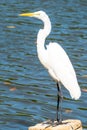 The elegant Great Egret. Great Egrets are tall, long-legged wading birds.