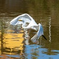 The elegant Great Egret. Great Egrets are tall, long-legged wading birds with long, S-curved necks and long.