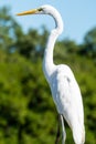 The elegant Great Egret. Great Egrets are tall, long-legged wading birds.