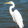 The elegant Great Egret. Great Egrets are tall, long-legged wading birds.