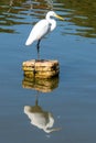 The elegant Great Egret. Great Egrets are tall, long-legged wading birds.