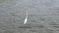 Elegant Great Egret stands in the water