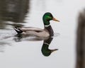 Elegant greenhead mallard drake swimming through the au sable river southern michigan Royalty Free Stock Photo