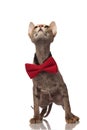 Elegant grey cat with red bowtie looks up while standing Royalty Free Stock Photo
