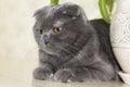 Elegant Grey Lop-Eared Scottish Fold Cat Lying On The Table