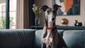 elegant greyhound lying on a large sofa in a modern apartment illuminated by a large window Royalty Free Stock Photo