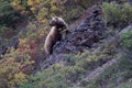 Elegant grizzly sow in Denali Royalty Free Stock Photo