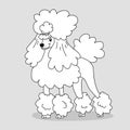 Elegant groomed poodle with hairstyle and feather on gray background. Sketch for print banner groomer logotype coloring