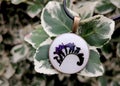 elegant handmade resin jewelry, pressed flowers of heliotrope in epoxy resin