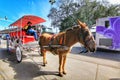 Elegant horse-drawn carriage takes visitor