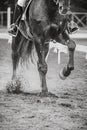 Elegant horse, dressage show, black Lusitano horse, black and white